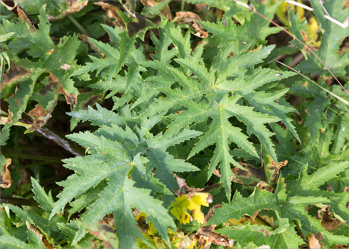 Image of Heracleum sibiricum specimen.