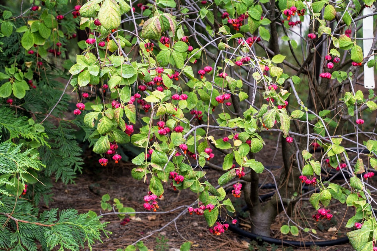 Изображение особи род Euonymus.