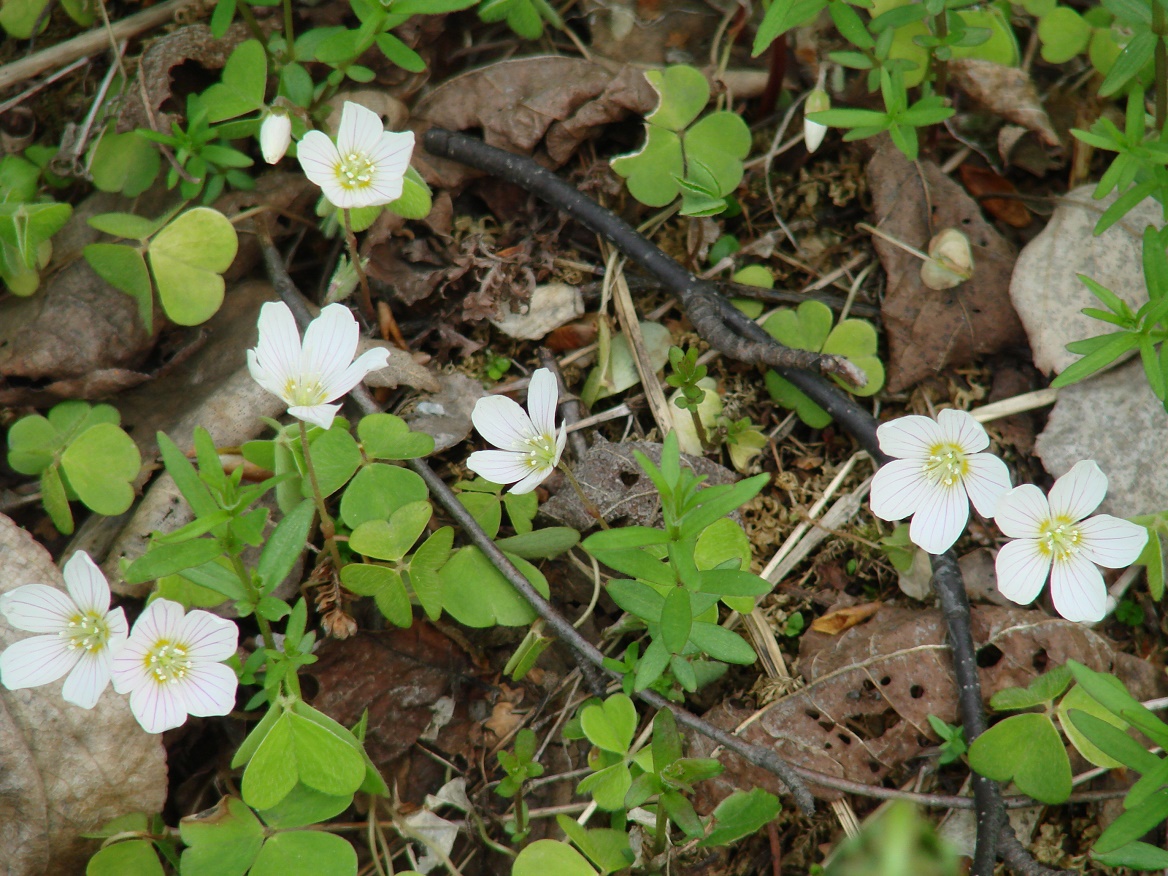 Изображение особи Oxalis acetosella.