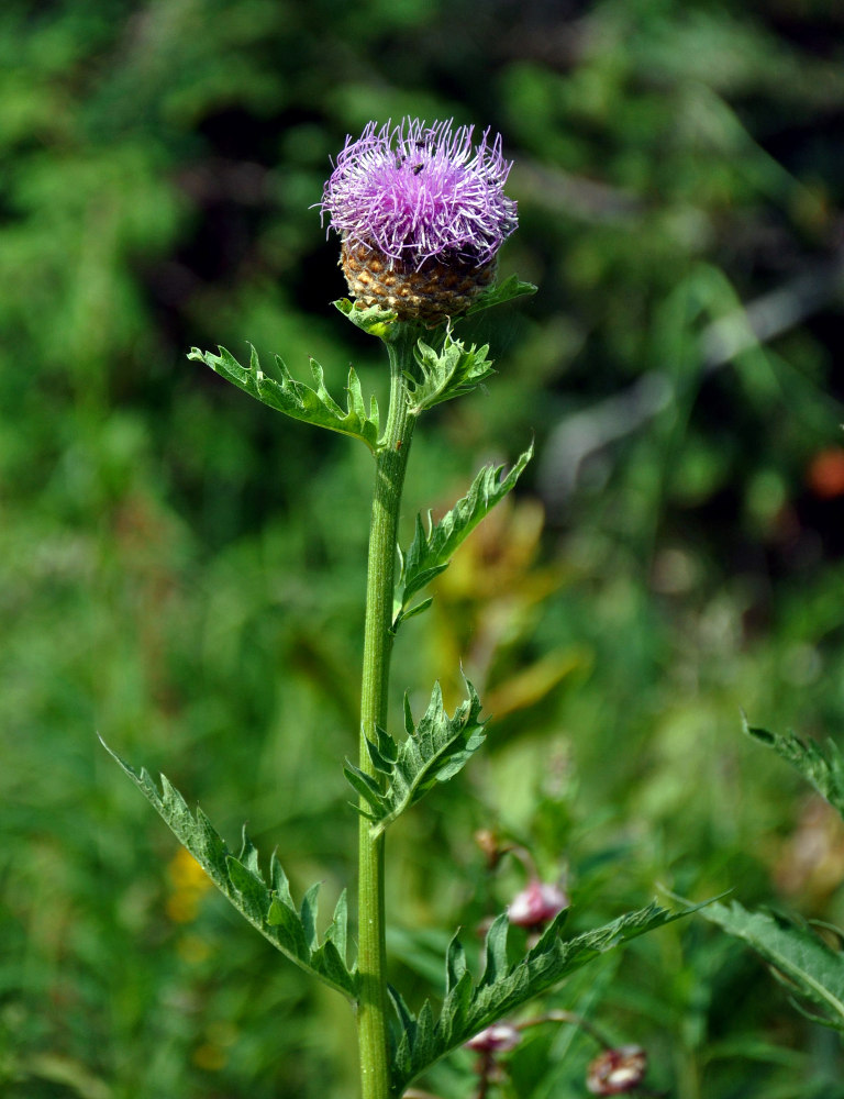 Image of Stemmacantha carthamoides specimen.