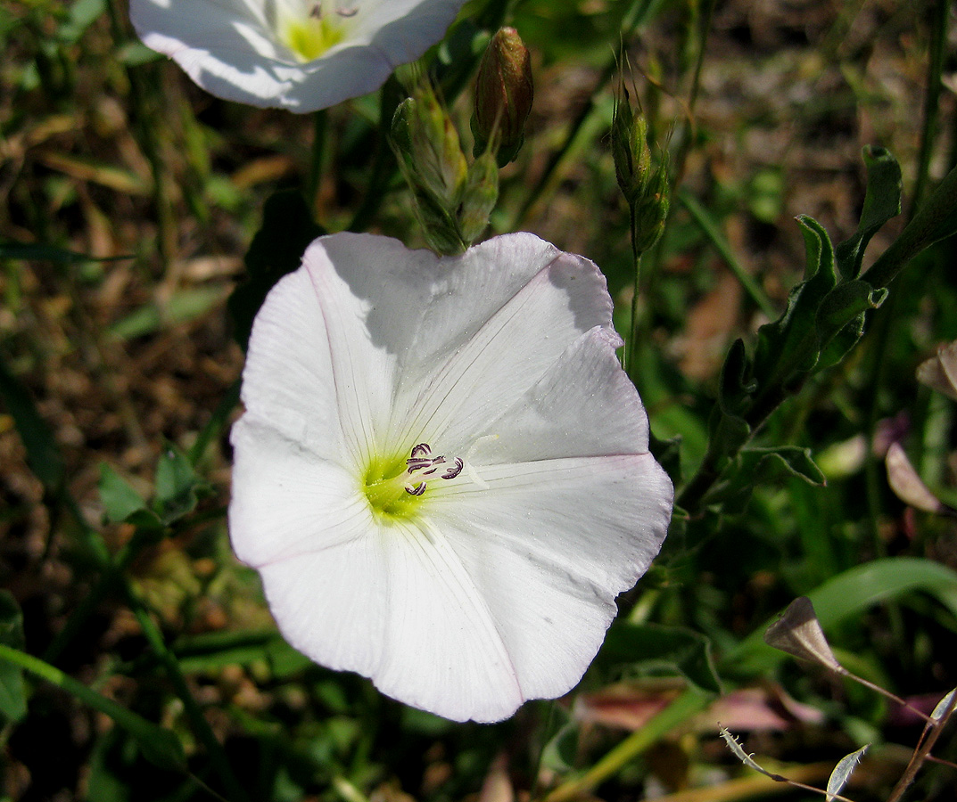 Image of Convolvulus arvensis specimen.