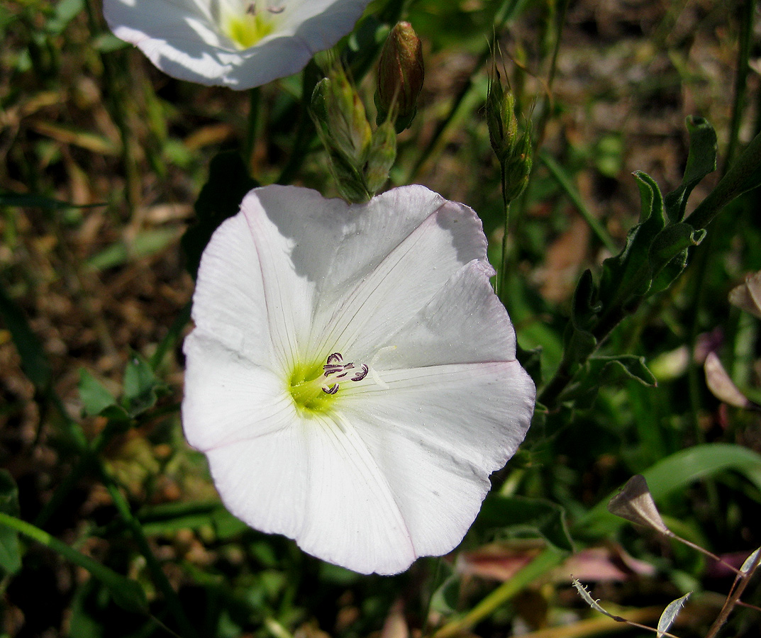 Изображение особи Convolvulus arvensis.