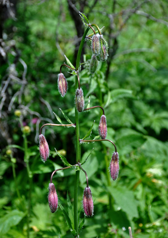 Изображение особи Lilium pilosiusculum.