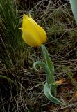 Tulipa suaveolens