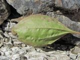 Plantago major. Лист (вид снизу) с питающейся гусеницей. Краснодарский край, Абинский р-н, юж. окр. ст-цы Холмская, берег р. Хабль. 01.06.2018.