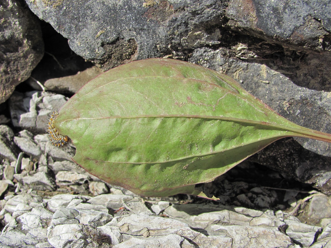 Image of Plantago major specimen.