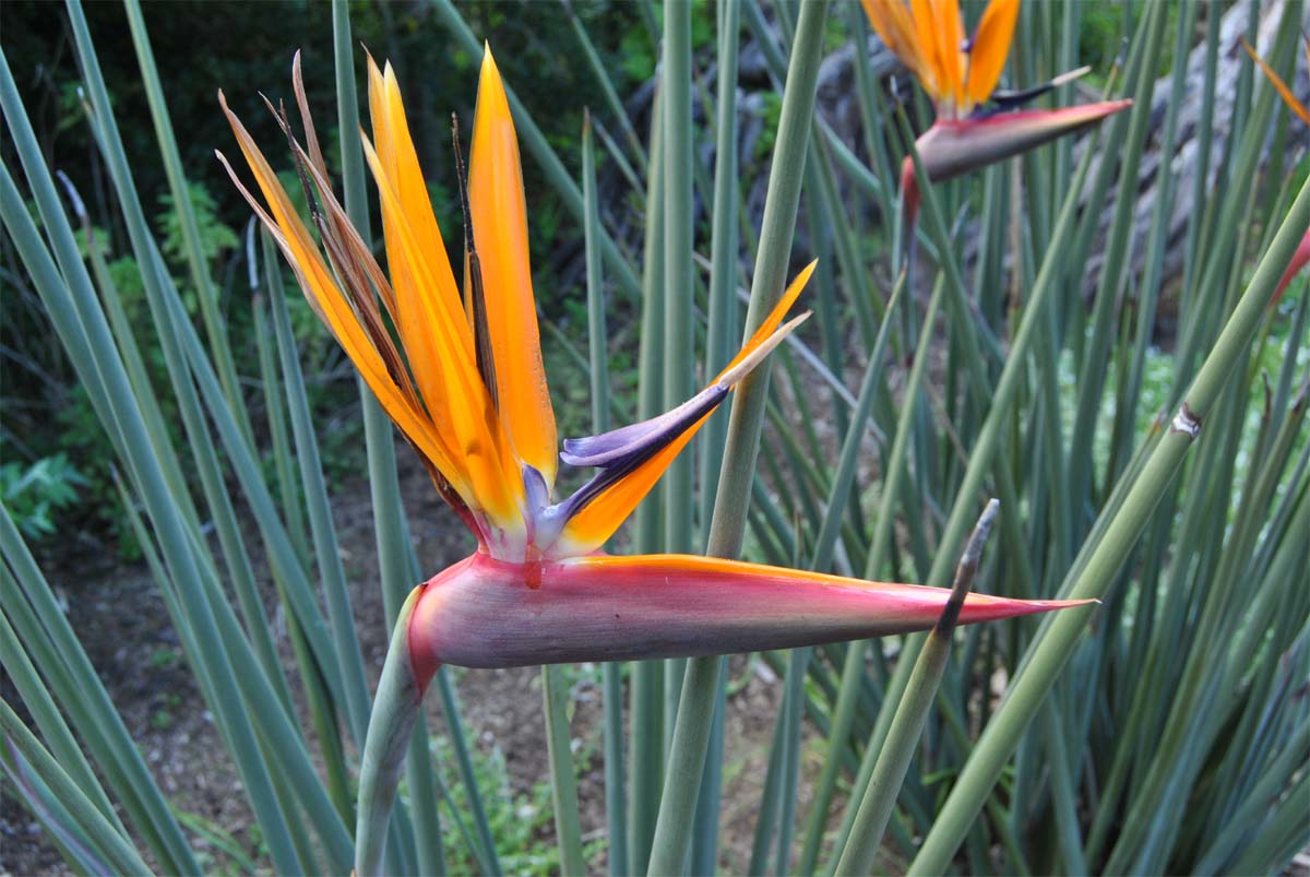 Изображение особи Strelitzia juncea.