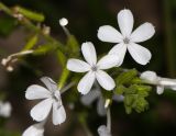 Plumbago zeylanica