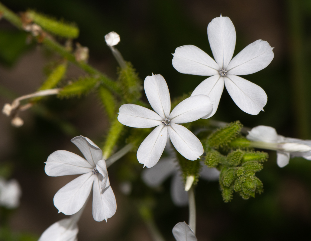Image of Plumbago zeylanica specimen.