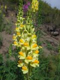 Linaria vulgaris. Соцветие с цветками и бутонами. Магаданская обл., окр. г. Магадан, ост. \"Аммональная\", р. Балахапчан, разнотравная поляна под склоном. 10.08.2018.