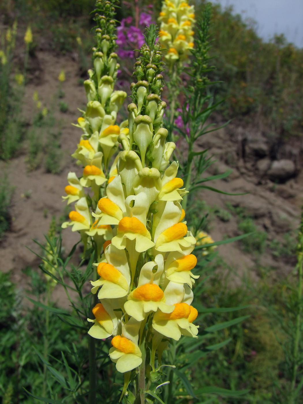 Image of Linaria vulgaris specimen.