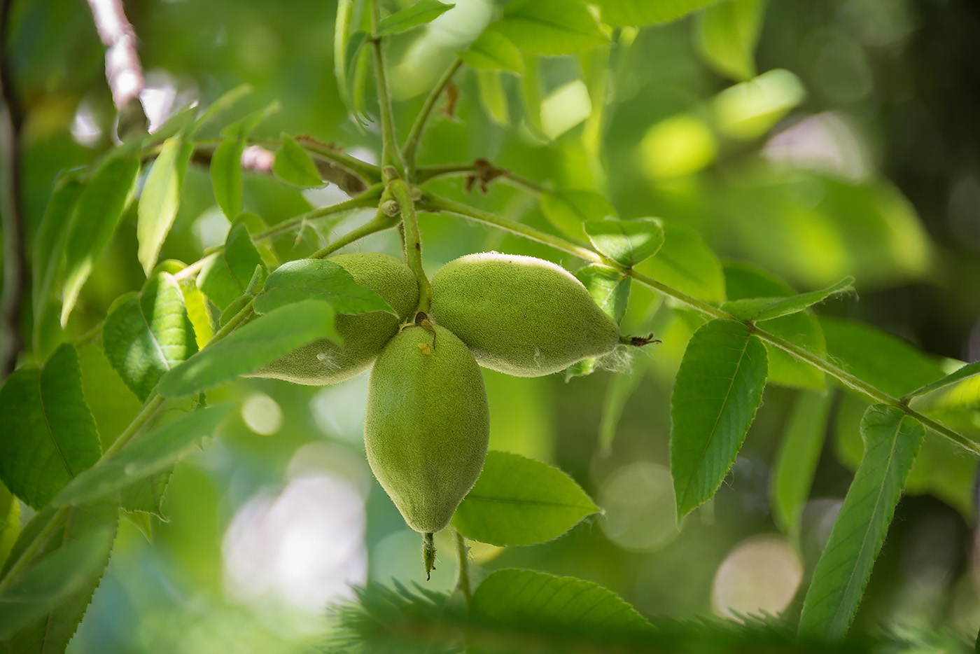 Изображение особи Juglans cinerea.