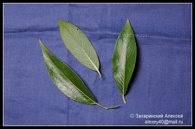 Image of Salix euxina specimen.