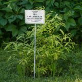 Salix udensis. Молодое растение ('Golden Sunshine'). Кировская обл., г. Киров, Ботанический сад Вятского государственного университета, в культуре. 29.06.2018.
