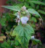 Althaea officinalis