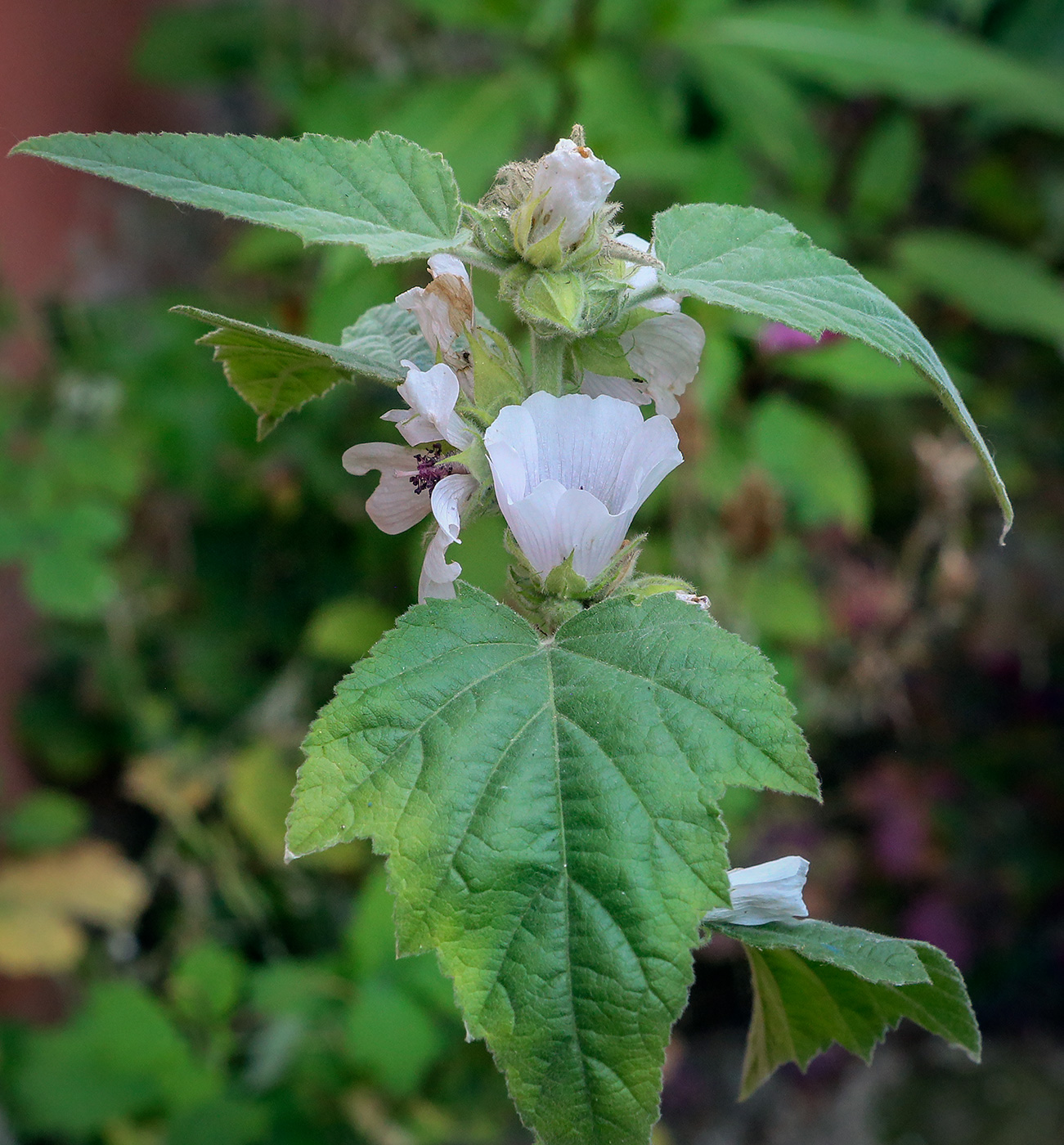 Image of Althaea officinalis specimen.