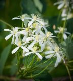 Clematis recta