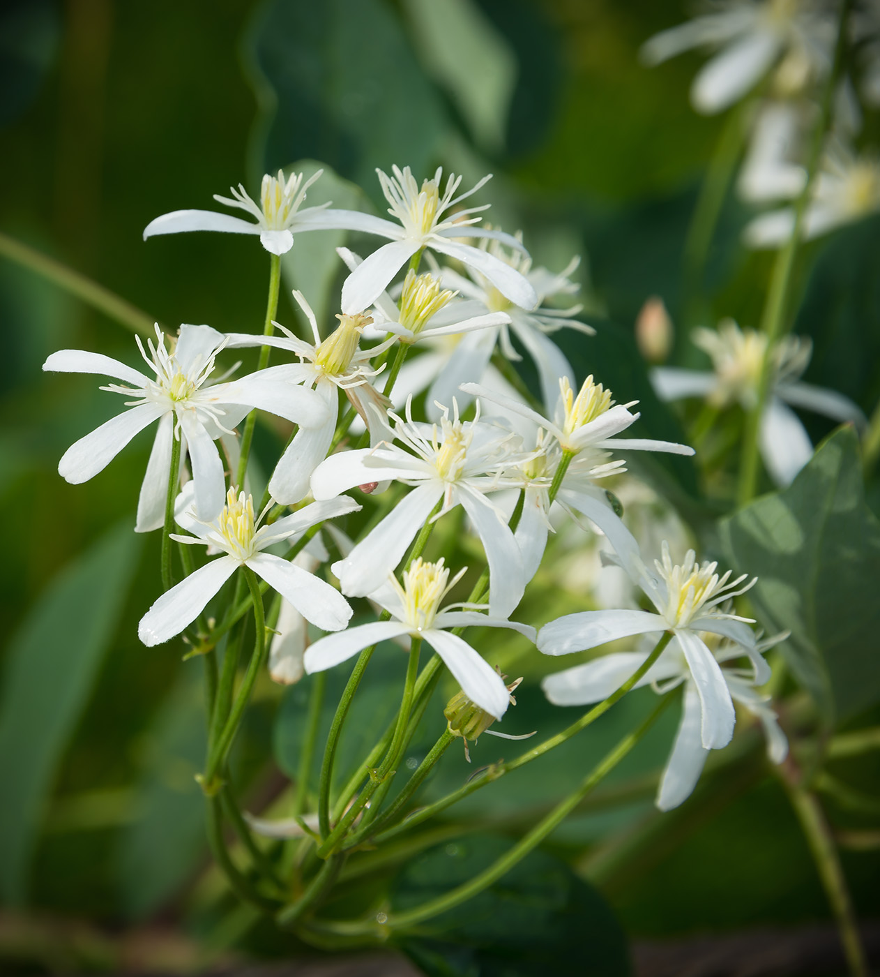 Image of Clematis recta specimen.