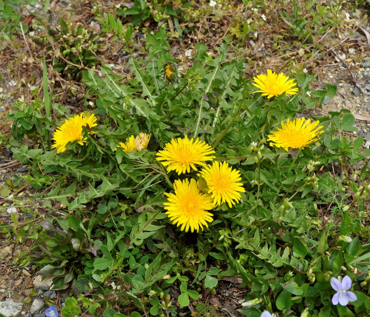 Image of Taraxacum holmboei specimen.