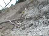 Image of taxon representative. Author is Геннадий Окатов