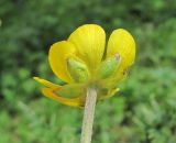 genus Ranunculus