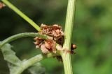 Rumex drobovii