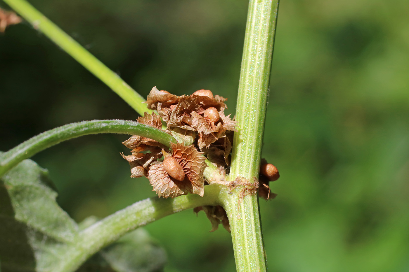 Изображение особи Rumex drobovii.