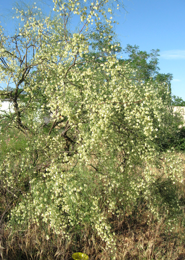 Изображение особи Calligonum aphyllum.