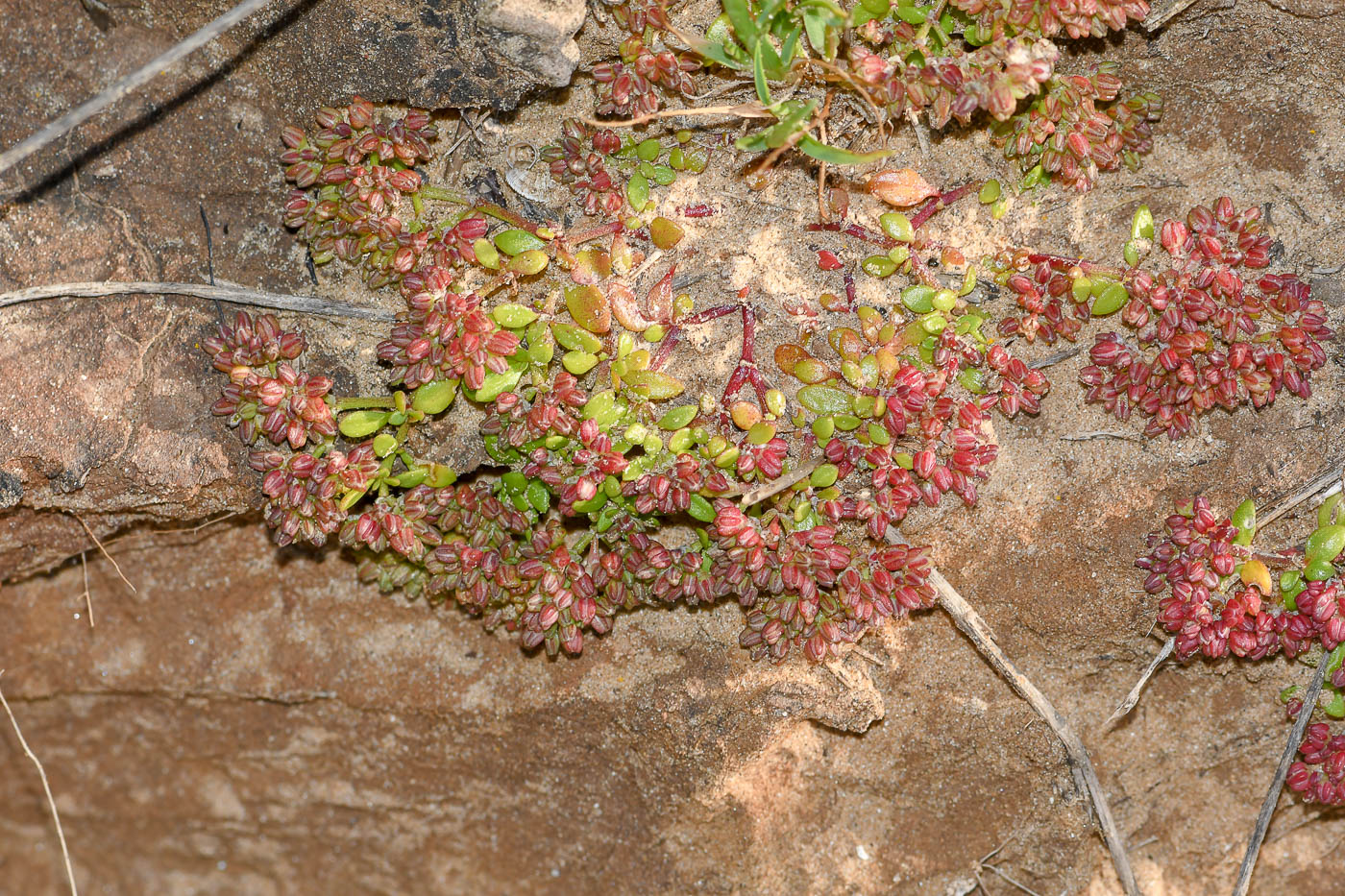 Изображение особи Polycarpon succulentum.
