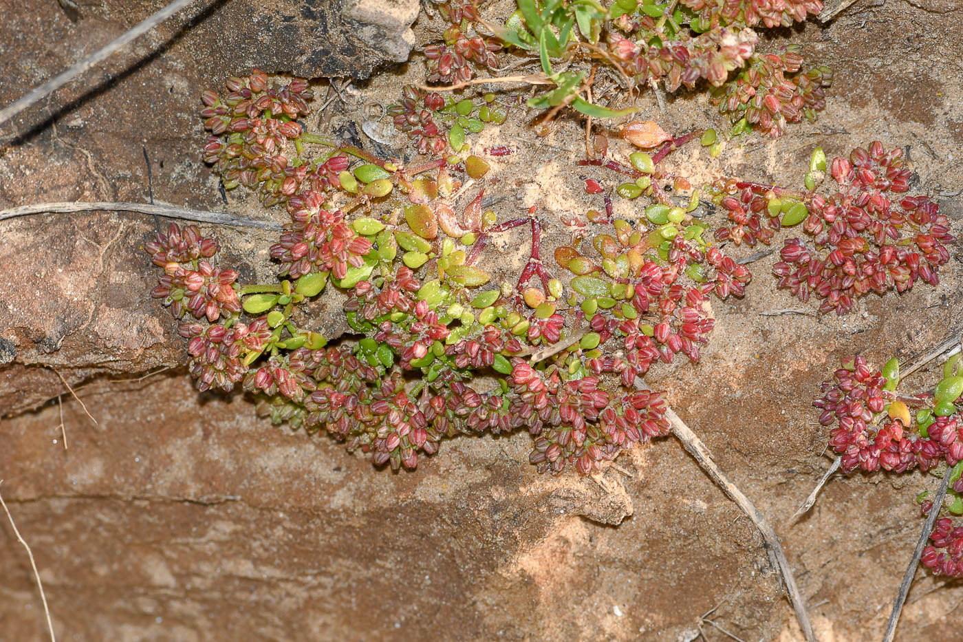 Image of Polycarpon succulentum specimen.