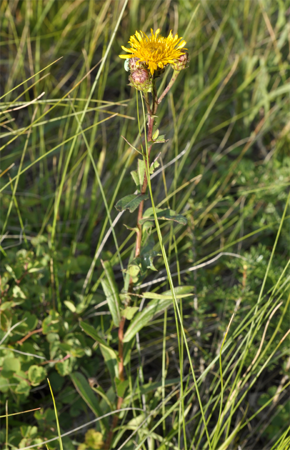 Image of Inula salicina specimen.