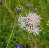 Centaurea scabiosa. Верхушка побега с распустившимся и развивающимся соцветиями (гипохромная форма). Пермский край, Кунгурский р-н, левый берег р. Шаква в р-не моста на Рыжково, разнотравный луг. 27 июля 2019 г.