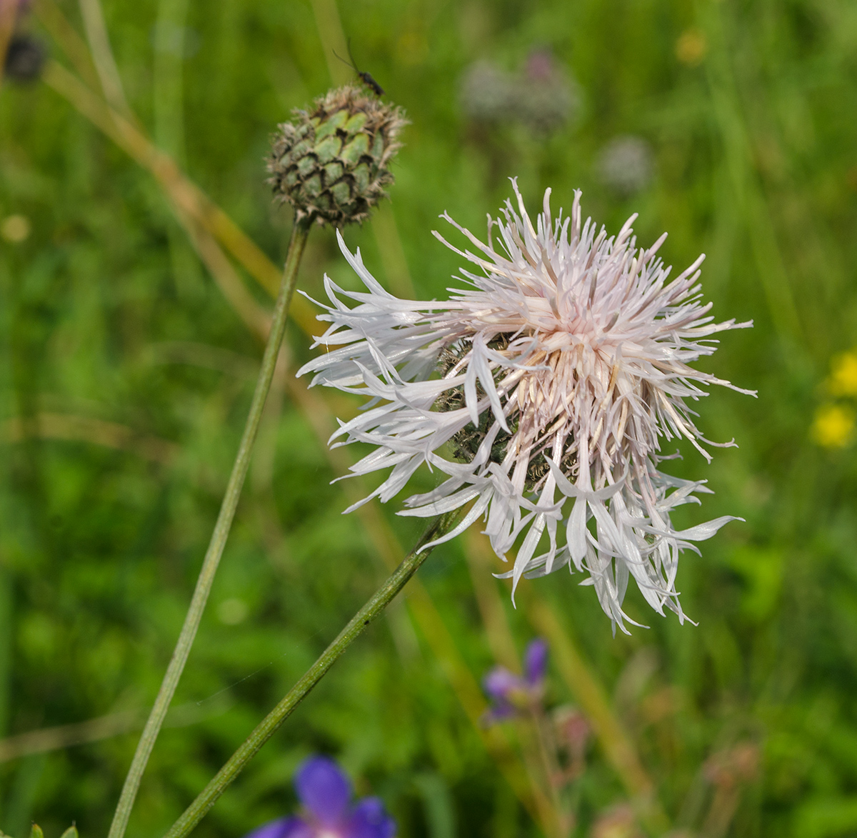 Image of Centaurea scabiosa specimen.