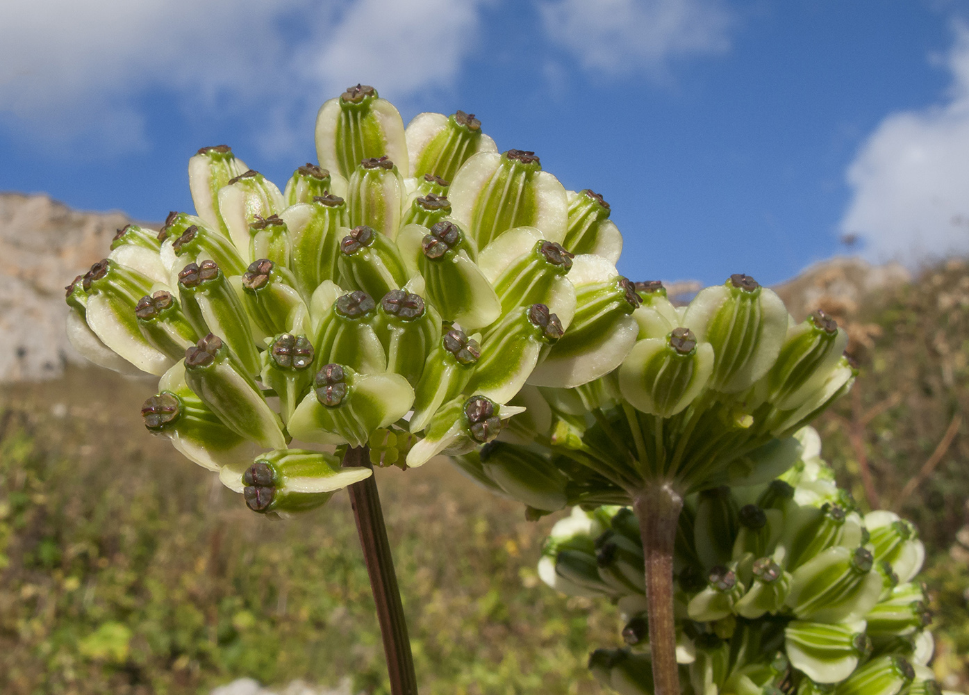 Изображение особи Angelica purpurascens.