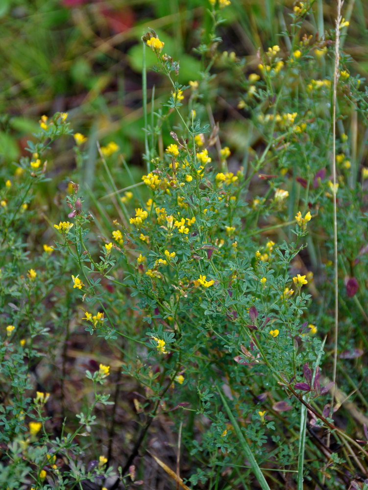 Изображение особи Medicago falcata.