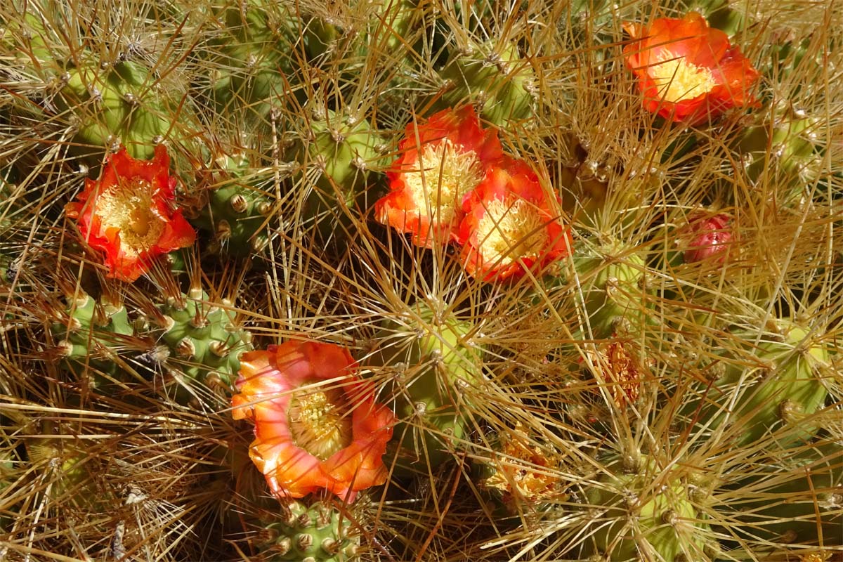 Изображение особи Cumulopuntia boliviana.