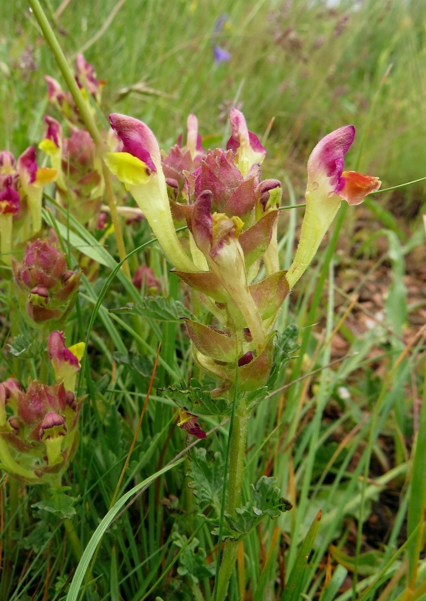 Изображение особи Scutellaria titovii.