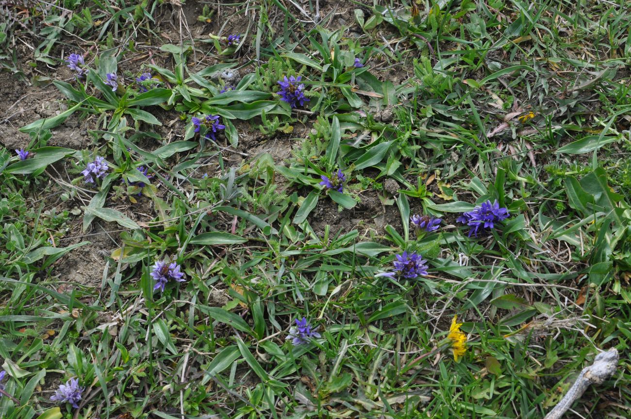 Image of Lagotis stolonifera specimen.