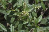 genus Aconogonon. Верхушка цветущего растения. Сахалинская обл., Охинский р-н, окр. г. Оха, насыпь заброшенной ж.-д. 23.07.2017.