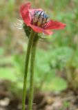 Papaver hybridum