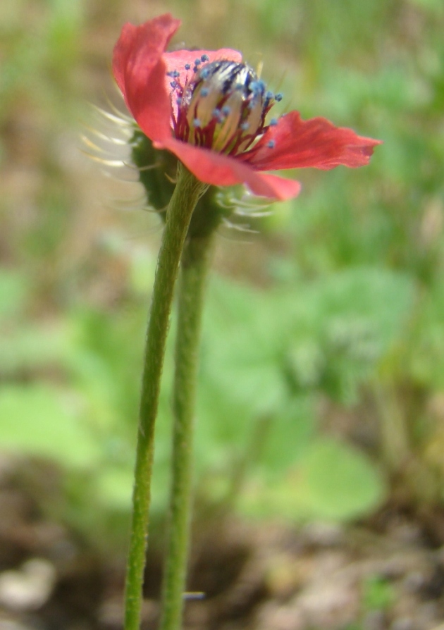 Image of Papaver hybridum specimen.