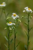 Erigeron annuus