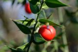 Ruscus aculeatus. Часть веточки с цветком и плодом. Краснодарский край, окр. села Ордынка, 140 м н.у.м., лес. 02.01.2020.