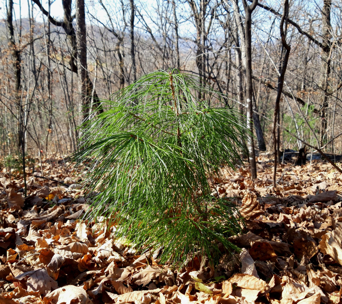 Изображение особи Pinus koraiensis.