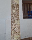 семейство Arecaceae