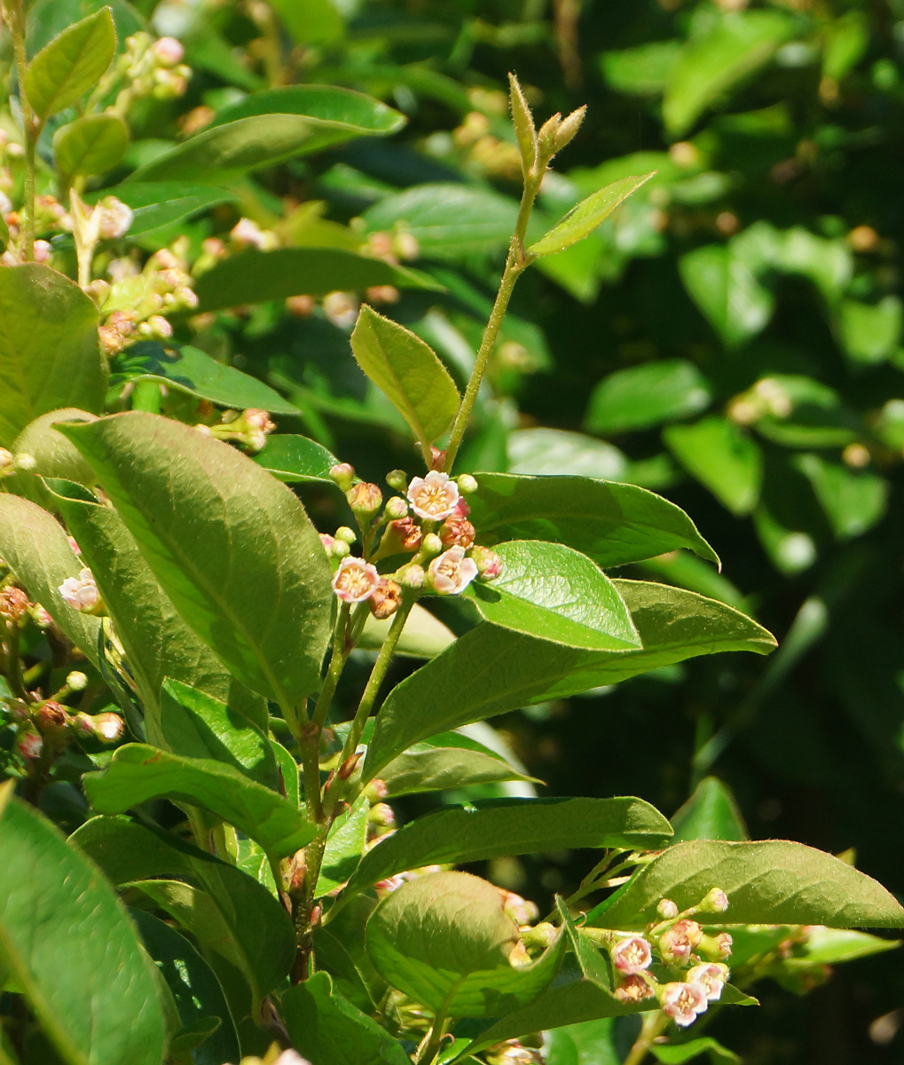 Image of Cotoneaster lucidus specimen.