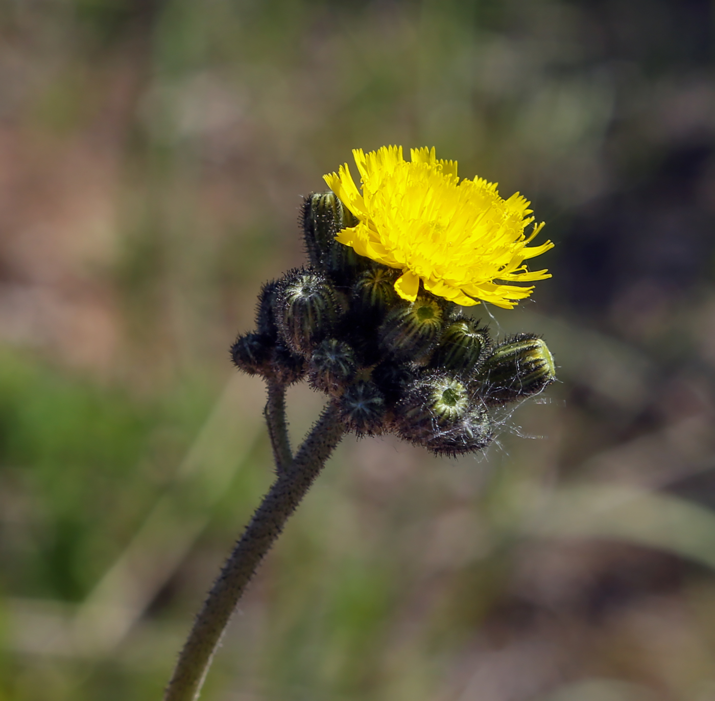 Image of genus Pilosella specimen.