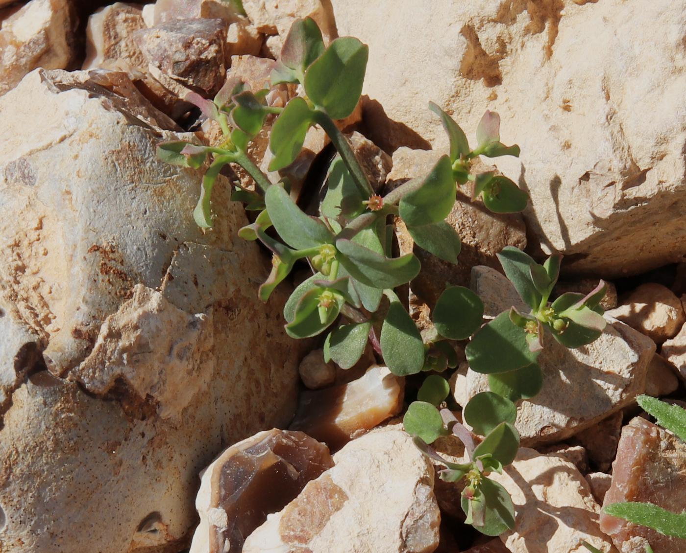 Image of Euphorbia chamaepeplus specimen.