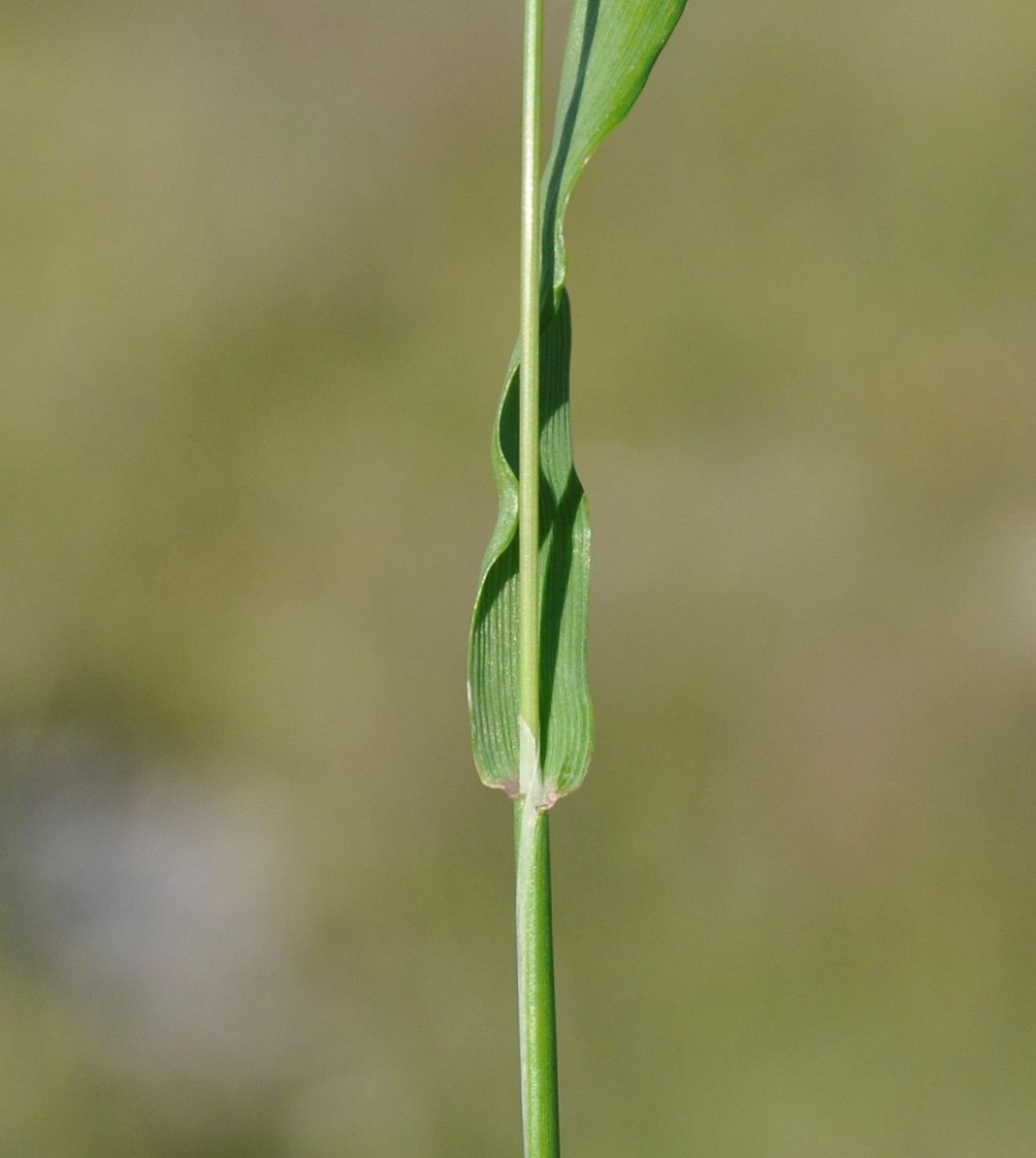 Image of Briza maxima specimen.