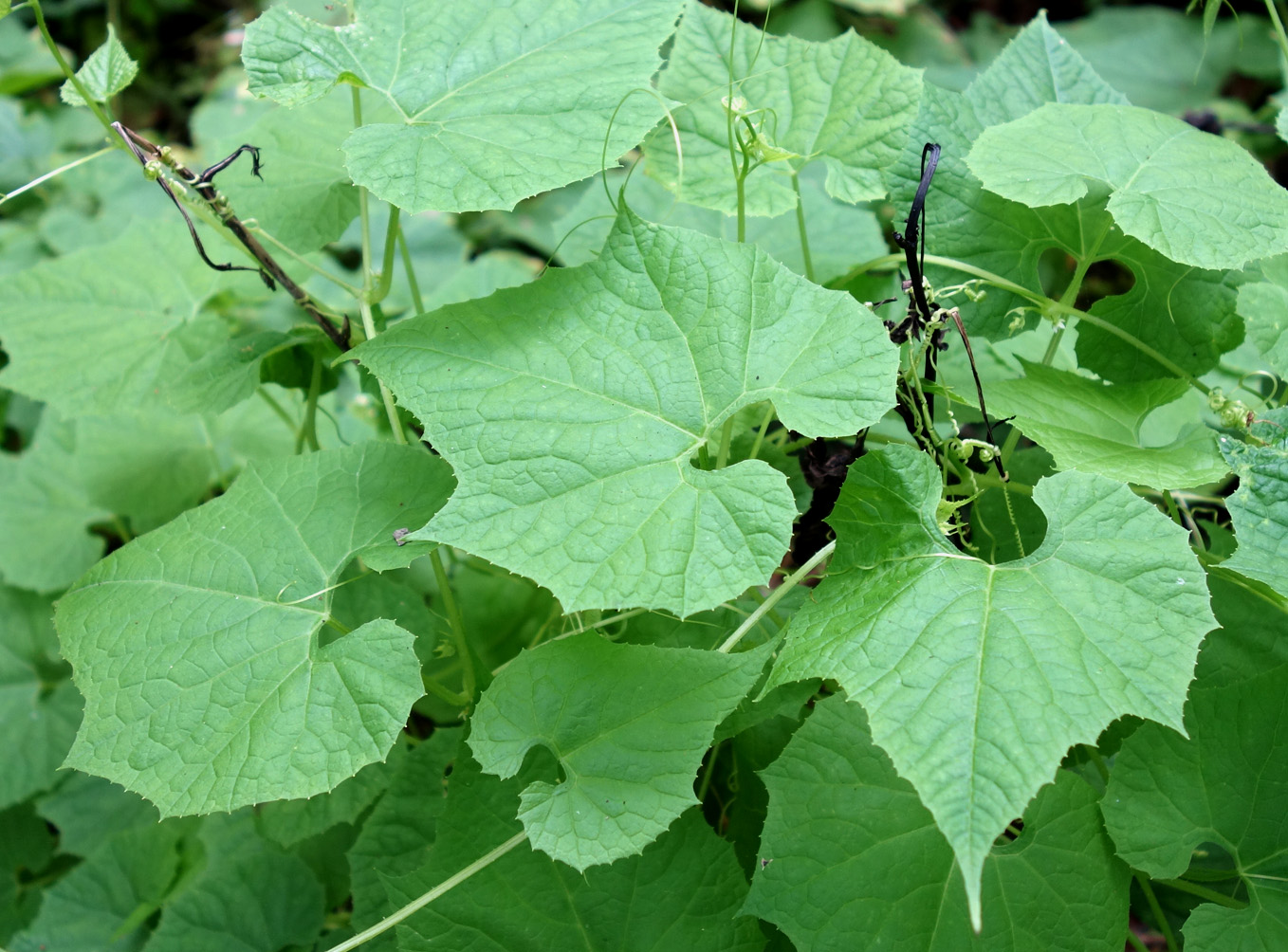 Изображение особи Schizopepon bryoniifolius.